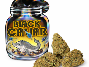 BLACK CAVIAR - CBD cvijet konoplje